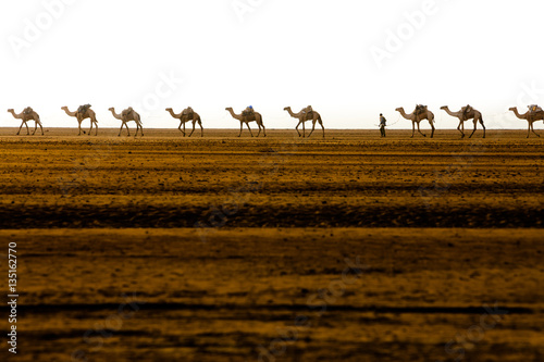 Camel caravan in Ethiopia - Afar Region © Radek
