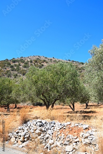 Olive grove in the countryside with mountains to the rear near Elounda, Crete.