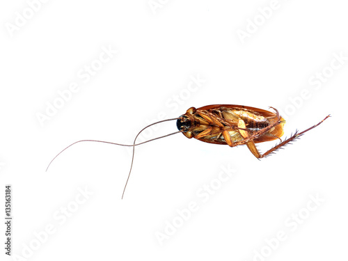  Dead cockroach on white background © patita88