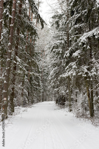 Road at white winter landscape in the forest.