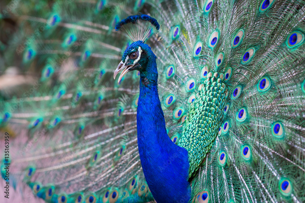 Fototapeta premium Close up of beautiful male peacock with feathers