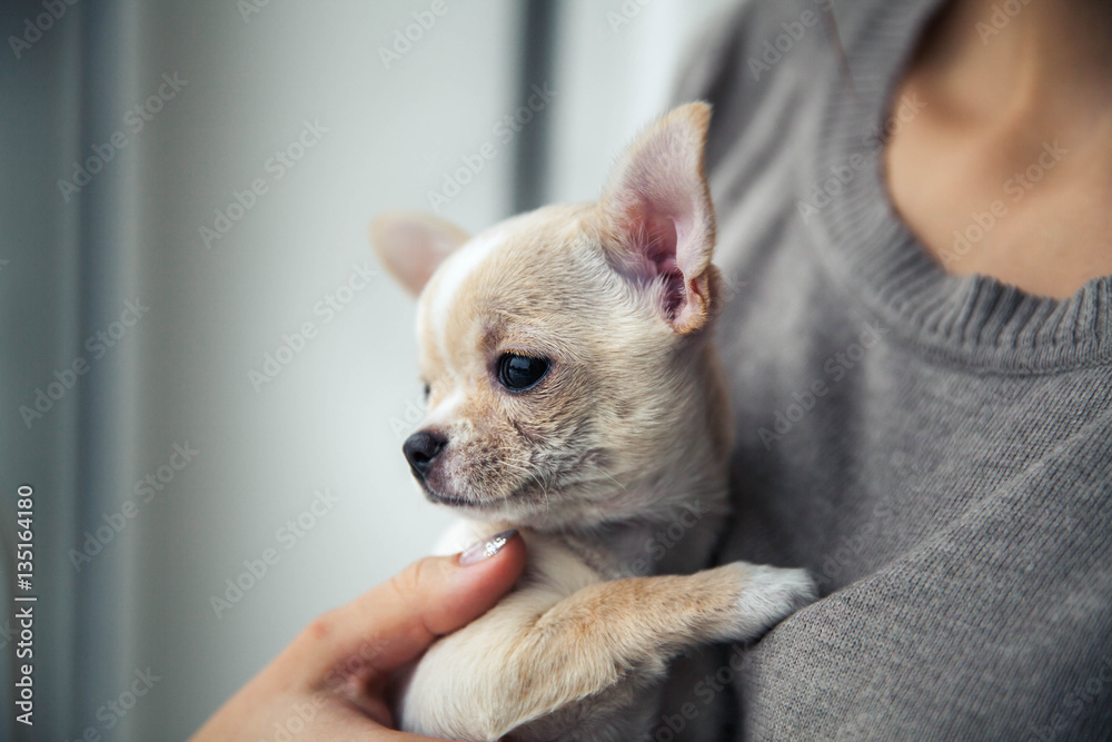 chihuahua puppy in the hands of a girl with a nice manicure.