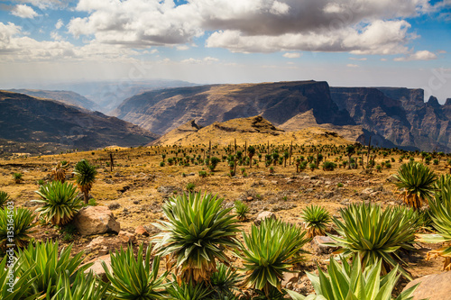 Giant Lobelia - Simien Mountains National Park - UNESCO World Heritage Centre - Ethiopia