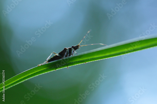 Insecte punaise verte d'Australie, Metallic Green Shield Bug  © fred.do.photo
