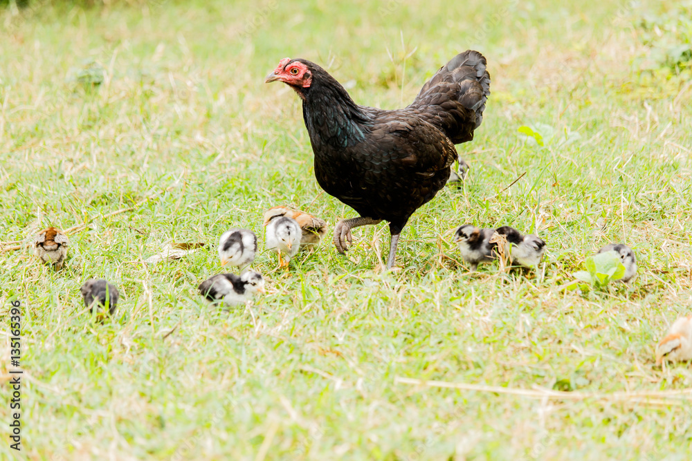 Hen chick rearing in natural environment rural scene