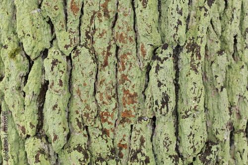 green wood moss 
