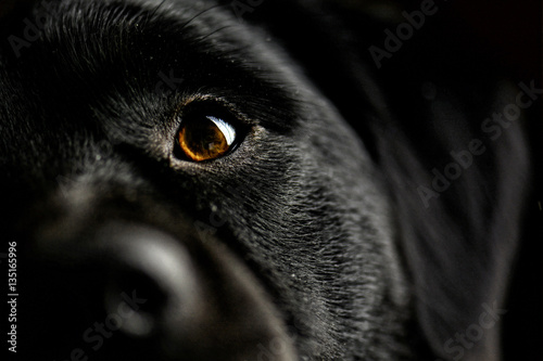 Black dogs eye