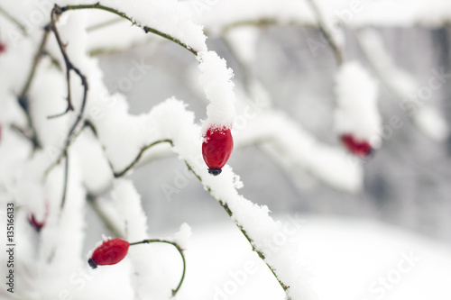 Red rosehip berries on bush in snow. Rosa canina, commonly known as dog-rose