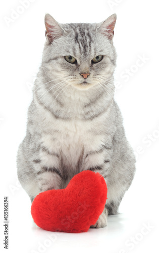 Gray cat and red heart.