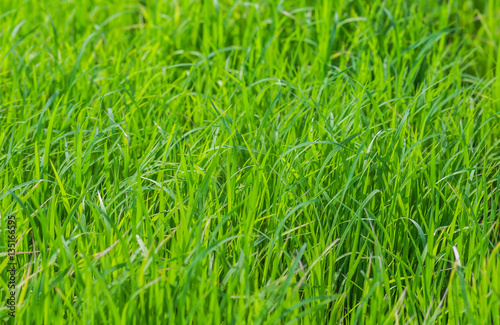 Green Seedlings of rice in farm with soft focus.