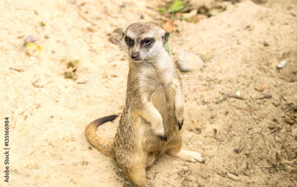 Fototapeta premium Meerkat. Suricata suricatta.