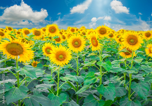 Fototapeta Naklejka Na Ścianę i Meble -  Sunflower field in the summer background blue sky