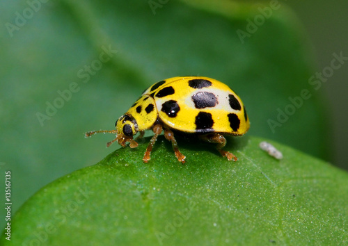 Yellow lady bug with black spots
