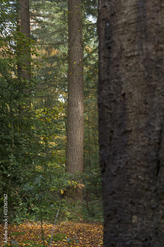 Forest at Maatschappij van Weldadigheid Netherlands. Fall autumn. Frederiksoord Drenthe Netherlands. Sterrebos. photo