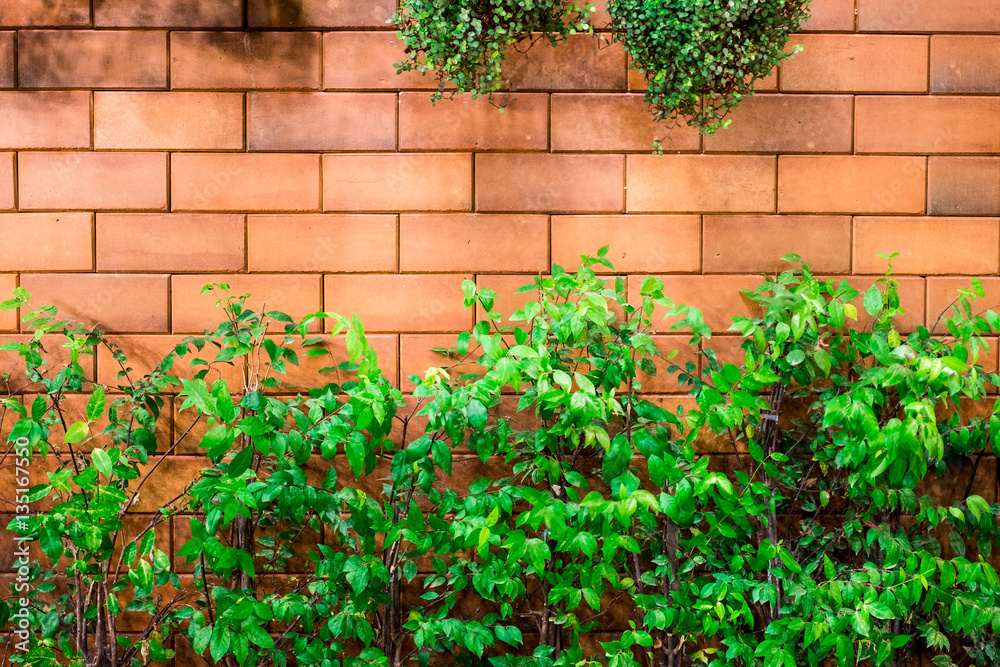 Natural ivy on old brick wall