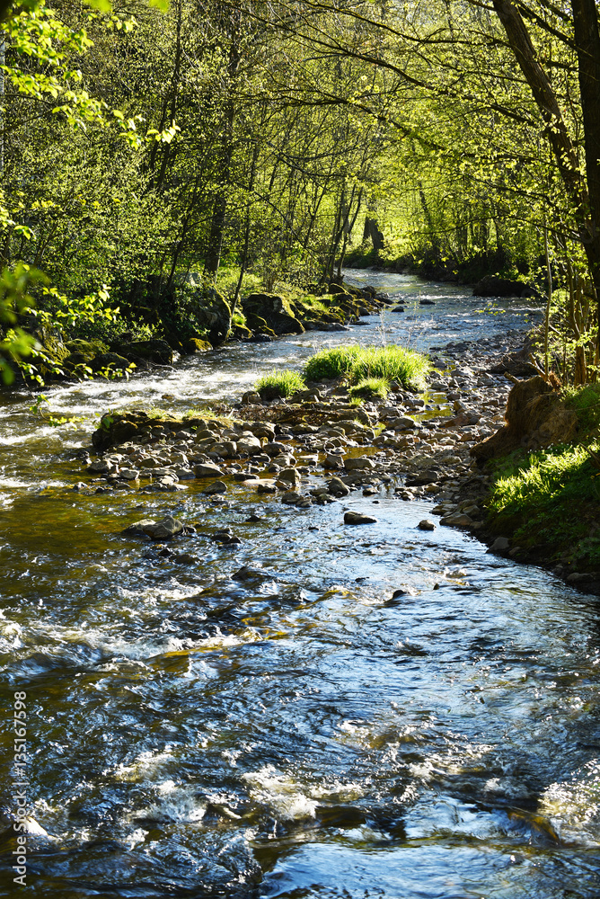 Obraz premium Eau Rouge, A clear creek in the Belgian Ardennes