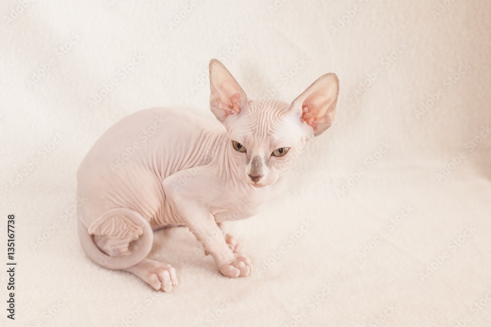 Sphinx cat on a white background Sphinx cat on a white background