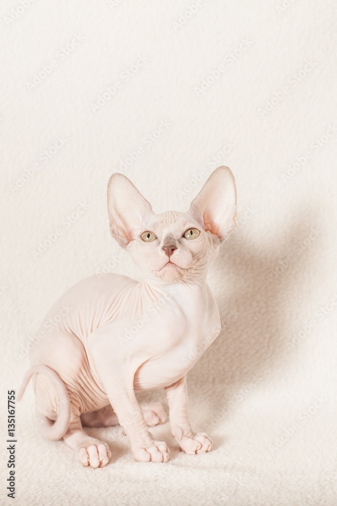 Sphinx cat on a white background 