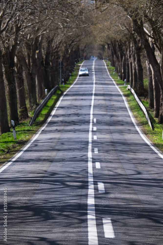 Allee auf Rügen