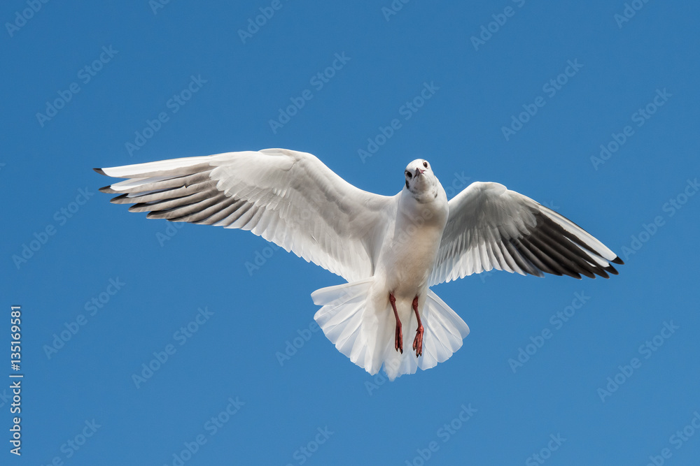 Black-headed Gull, Chroicocephalus ridibundus Black-headed Gull, Chroicocephalus ridibundus