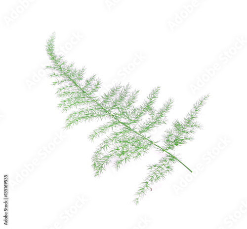 Fern leaf isolated on white background © yingthun