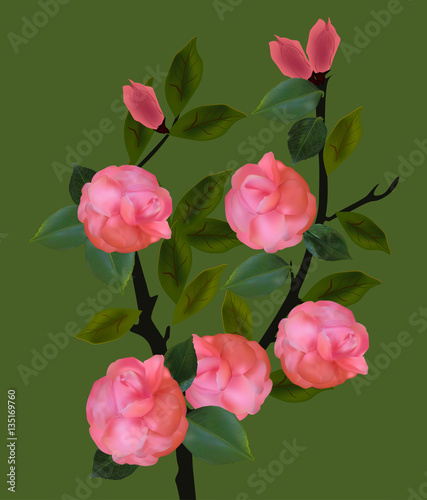 light pink rose bush isolated on green