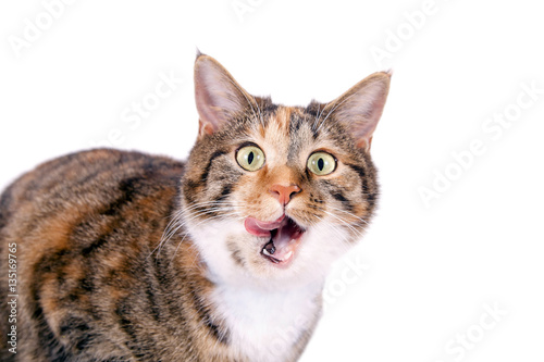 Katze schaut erschrocken mit Zunge aus dem Maul © grafikplusfoto