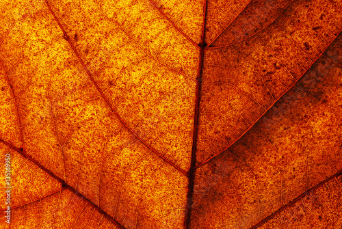 Brown leaf closeup detail background
