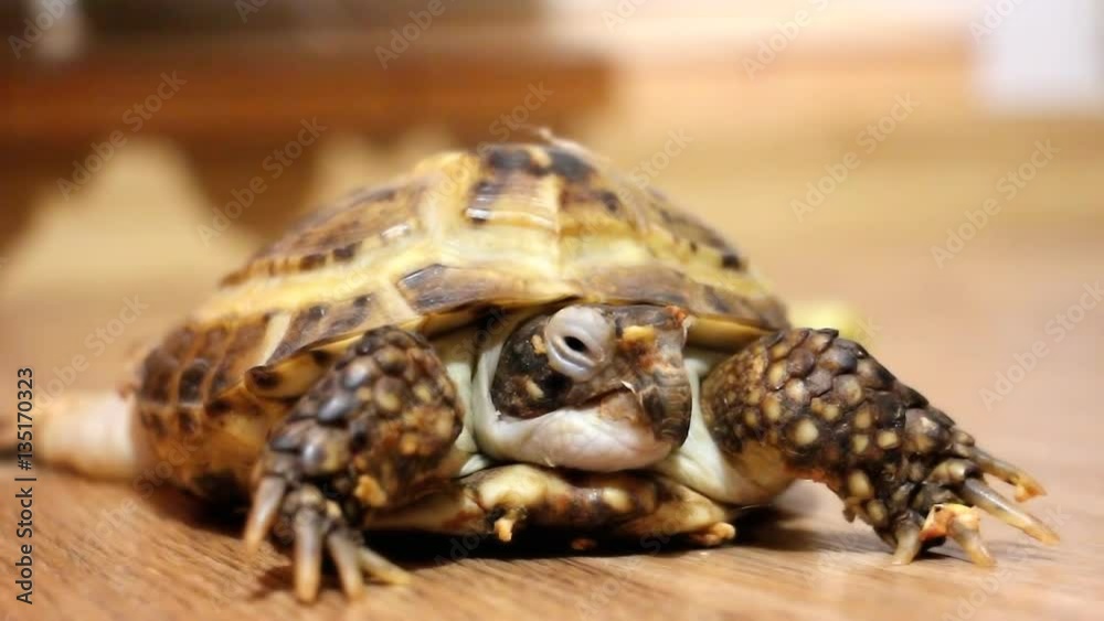 Home turtle slowly crawling on the floor 4 Home turtle slowly crawling on the floor 4