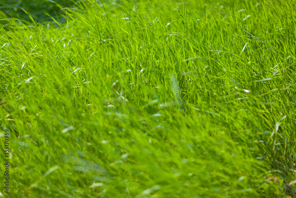 blurred green grass