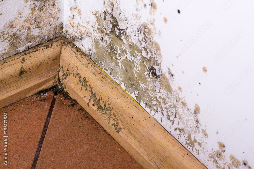 Mold and moisture buildup on corner wall of a house. Mold and moisture buildup on corner wall of a house.
