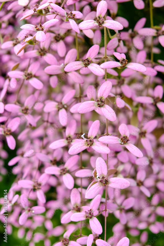 Congea tomentosa, Wooly Congea, Shower Orchid, Shower of Orchid, Krua On (in Thai)