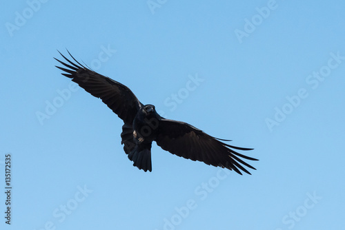 Carrion Crow  Crow  Corvus Corone