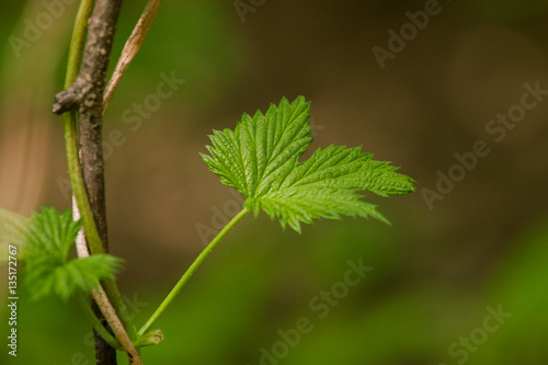 Beautiful green leaves in spring on a natural background