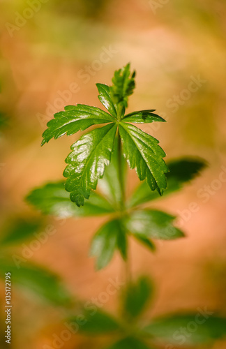 Beautiful green leaves in spring on a natural background