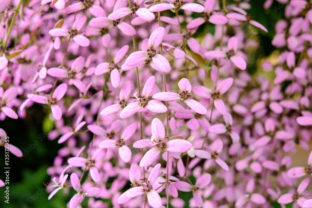Congea tomentosa, Wooly Congea, Shower Orchid, Shower of Orchid, Krua On (in Thai) Congea tomentosa, Wooly Congea, Shower Orchid, Shower of Orchid, Krua On (in Thai)