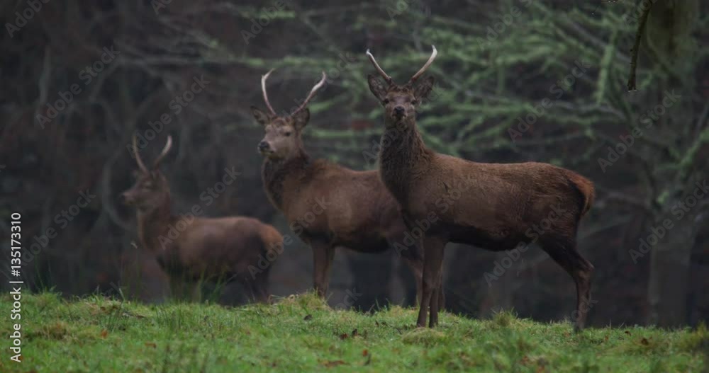 Three Wild Red Deers keep watch in rainy forest Three Wild Red Deers keep watch in rainy forest