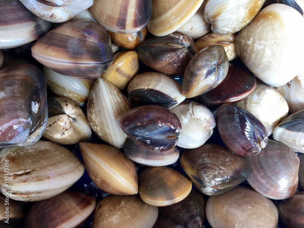Seafood background. Fresh calm pattern. Seashells closeup.