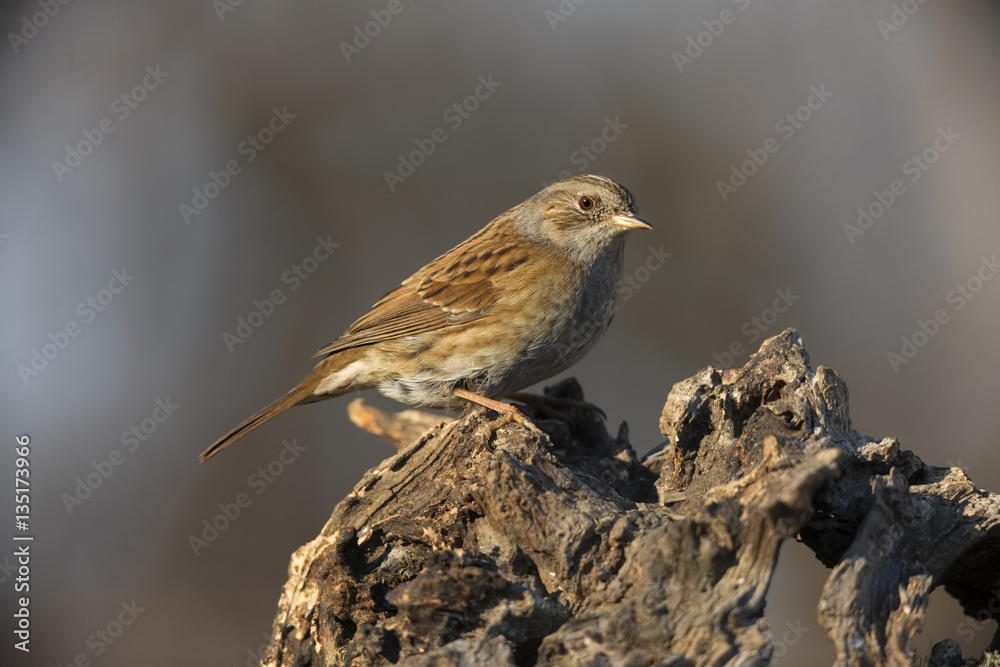dunnock dunnock