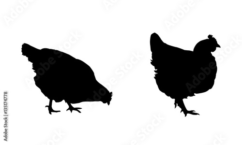 Black silhouettes of hens and chickens on a white background - vector