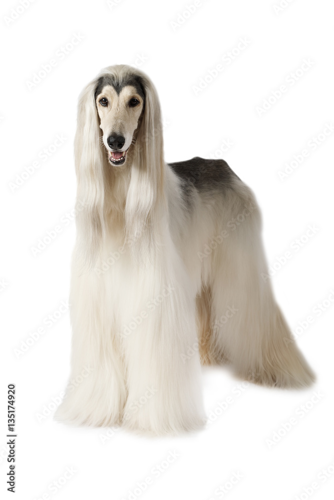 Afghan hound isolated on white background Afghan hound isolated on white background