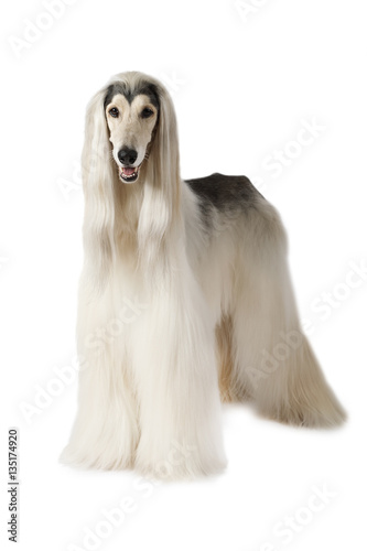 Afghan hound isolated on white background
