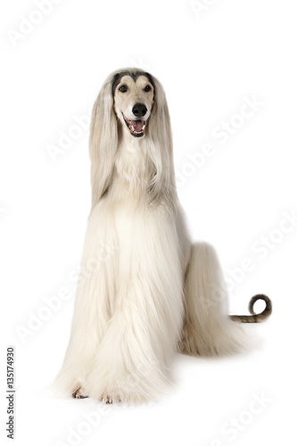 Fototapet Afghan hound dog isolated on white background