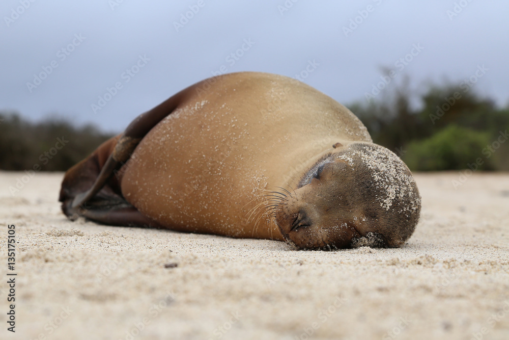 Fototapeta premium Galapagos Sea Lion Resting On The Beach