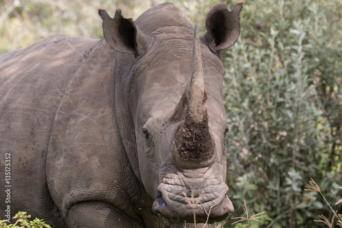 Rhinoceros - Lake Nakuru National Park, Kenya