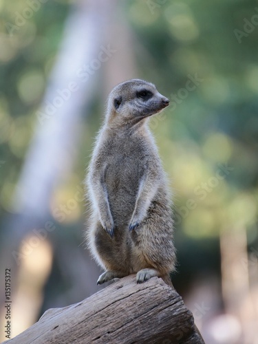 Suricate