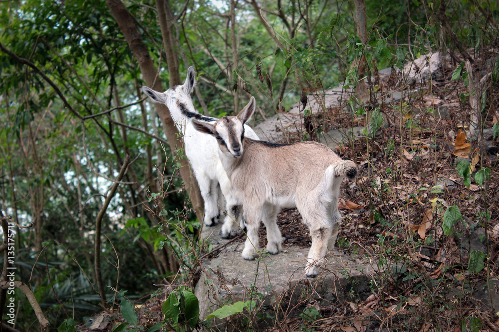Two small goats on Cat Ba island, Vietnam Two small goats on Cat Ba island, Vietnam