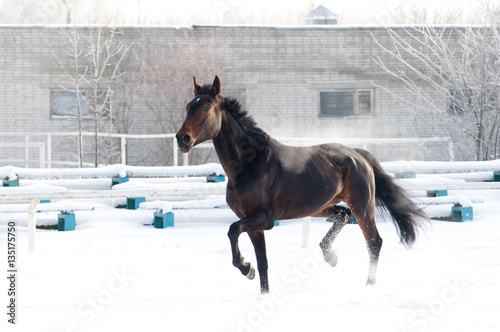 Horse bay color running on white snowy fiel photo