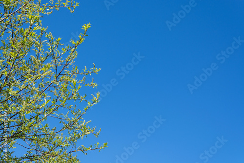 Unblown bird cherry against the blue sky in spring