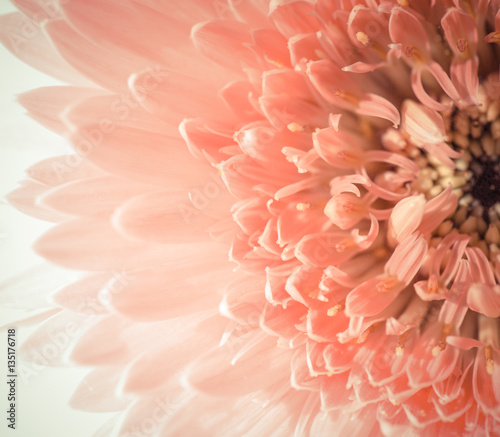 closeup flower © sommai